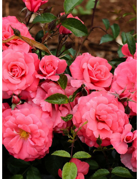 róża rabatowa BAD BIRNBACH