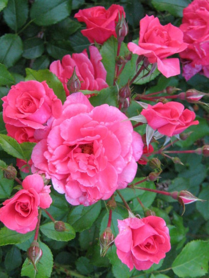 rabatowa róża BAD BIRNBACH