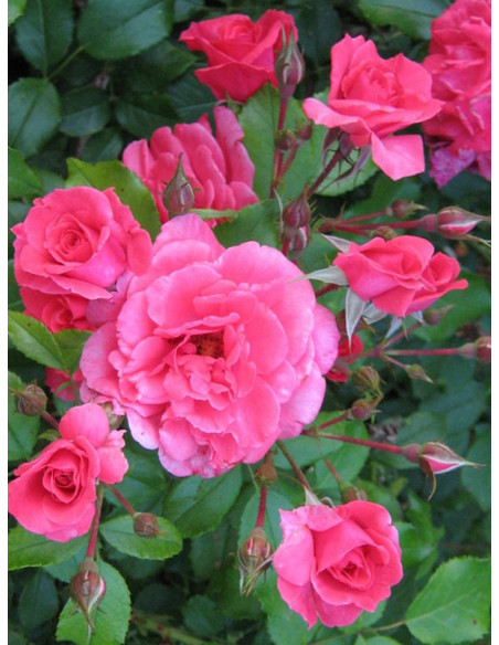 rabatowa róża BAD BIRNBACH