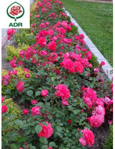 BAD BIRNBACH róża rabatowa