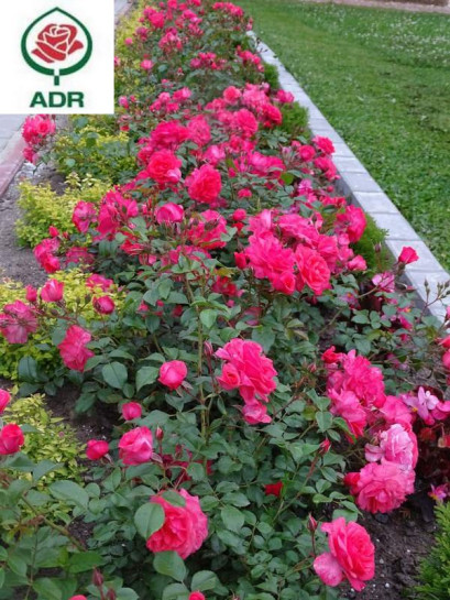 BAD BIRNBACH róża rabatowa