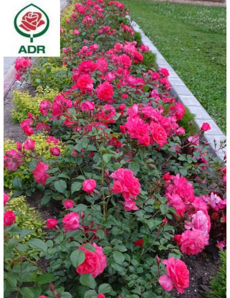 BAD BIRNBACH róża rabatowa