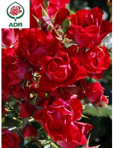 BLACK FOREST ROSE róża rabatowa