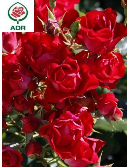 BLACK FOREST ROSE róża rabatowa