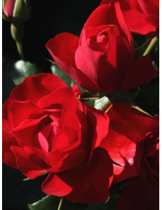 BLACK FOREST ROSE róża rabatowa 2