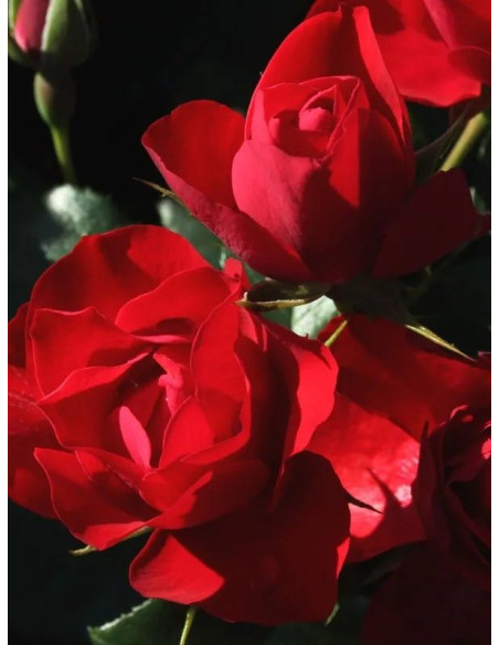 BLACK FOREST ROSE rabatowa róża