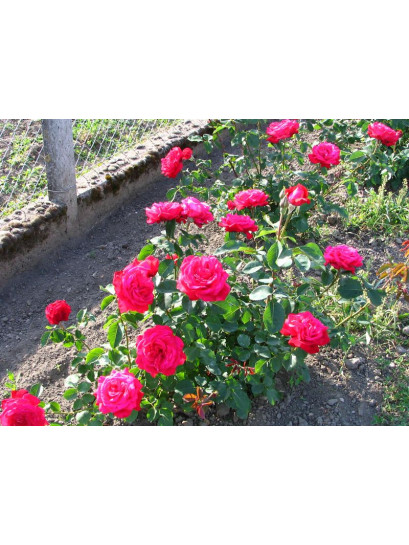 czerwona róża Dame de COEUR