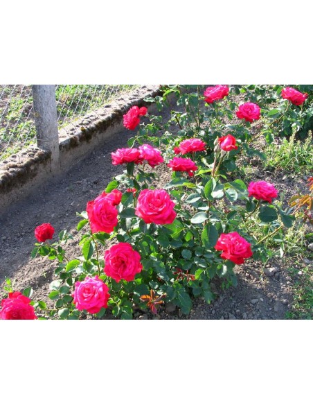 czerwona róża Dame de COEUR