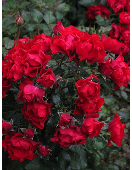 róża rabatowa BLACK FOREST ROSE