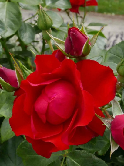 rabatowa róża BLACK FOREST ROSE