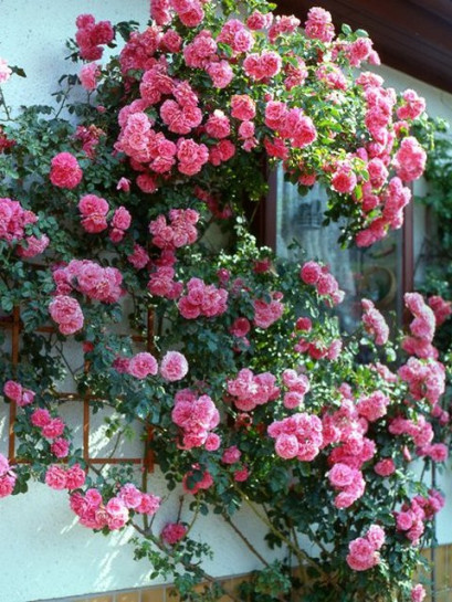 róze pnące Rosarium