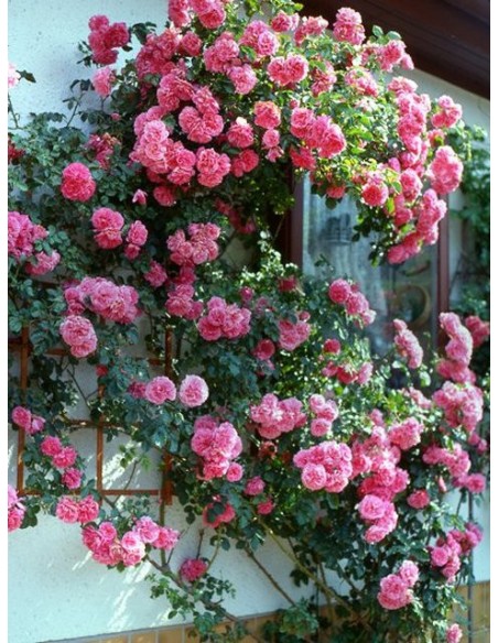 róze pnące Rosarium