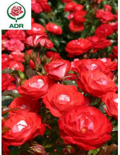 PLANTEN UN BLOMEN® róża rabatowa