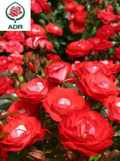 PLANTEN UN BLOMEN® róża rabatowa