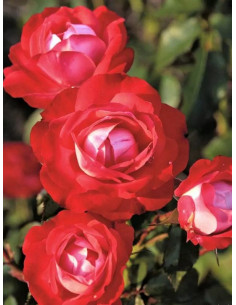 PLANTEN UN BLOMEN® róża rabatowa 2