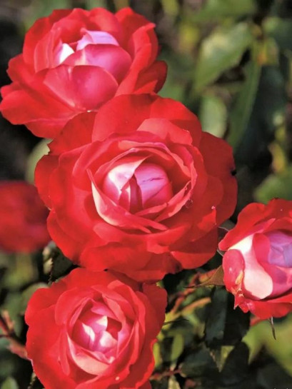 róża rabatowa PLANTEN UM BLOMEN