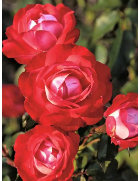 róża rabatowa PLANTEN UM BLOMEN