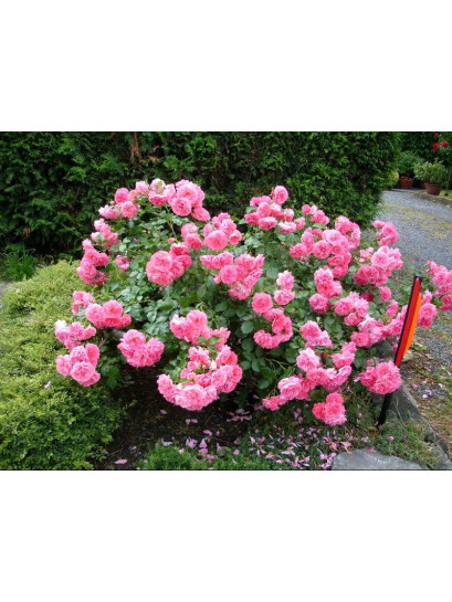 Rosarium róże pnące