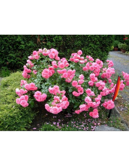 Rosarium róże pnące