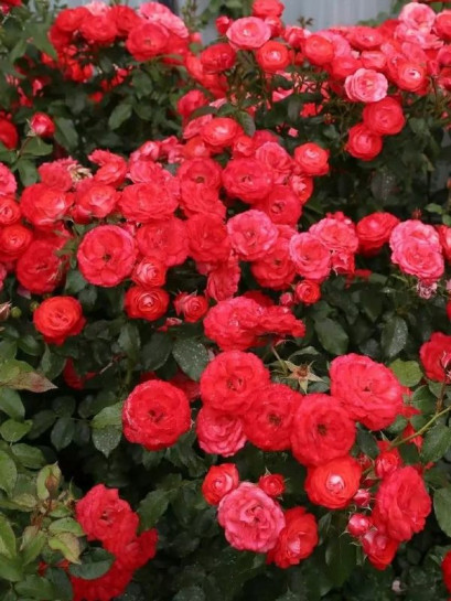 PLANTEN UM BLOMEN rabatowa róża