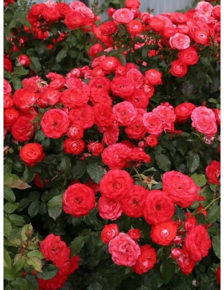 PLANTEN UM BLOMEN rabatowa róża