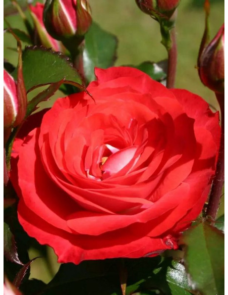 rabatowa róża PLANTEN UM BLOMEN