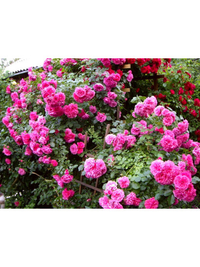 różowe róże pnące Rosarium