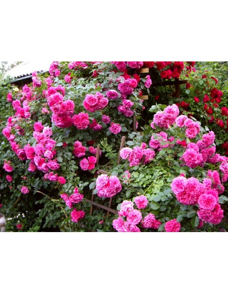 różowe róże pnące Rosarium