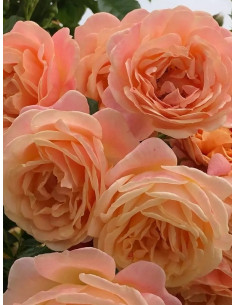 PEACH MELBA róża pnąca 2