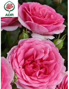 AMICA® róża okrywowa