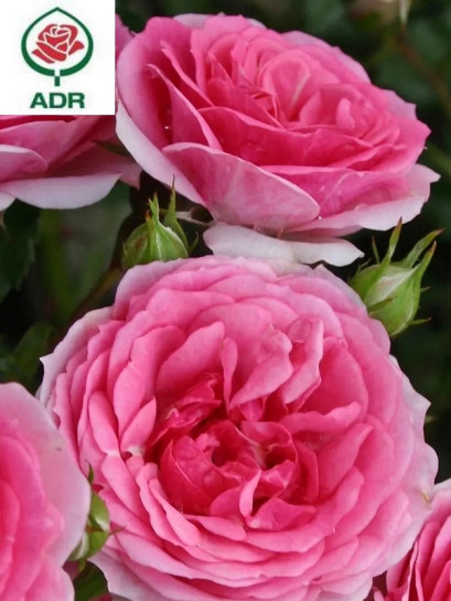 AMICA® róża okrywowa