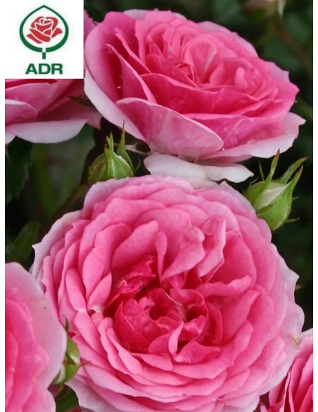 AMICA® róża okrywowa