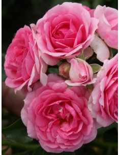 AMICA® róża okrywowa 2