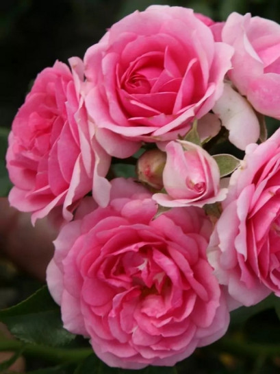 AMICA® róża okrywowa