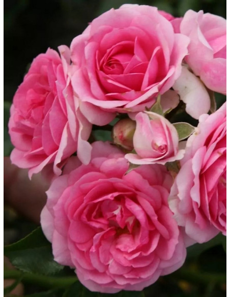 AMICA® róża okrywowa