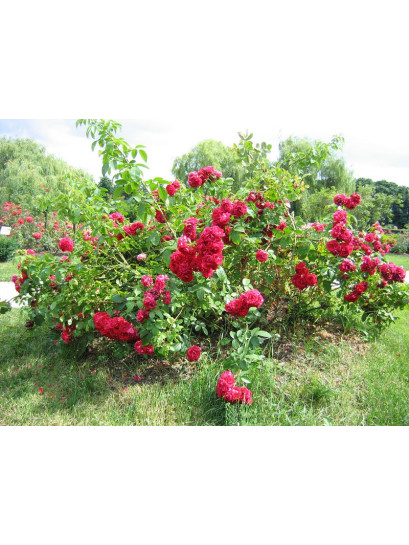 Rosarium różowe róże pnące