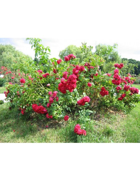 Rosarium różowe róże pnące