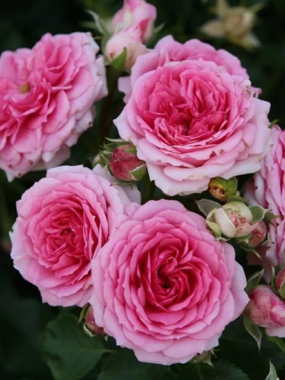 AMICA® róża okrywowa