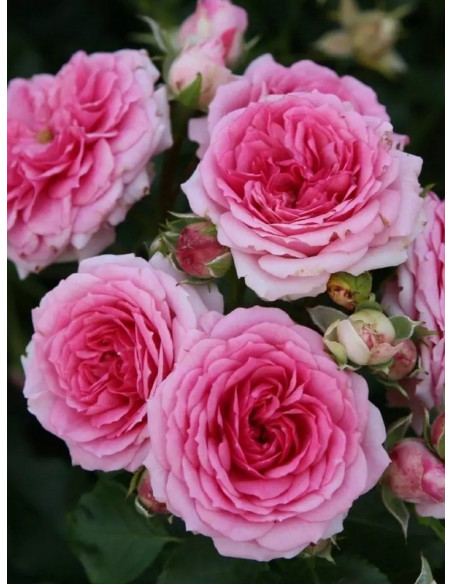 AMICA® róża okrywowa