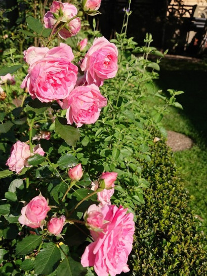 AMICA® róża okrywowa