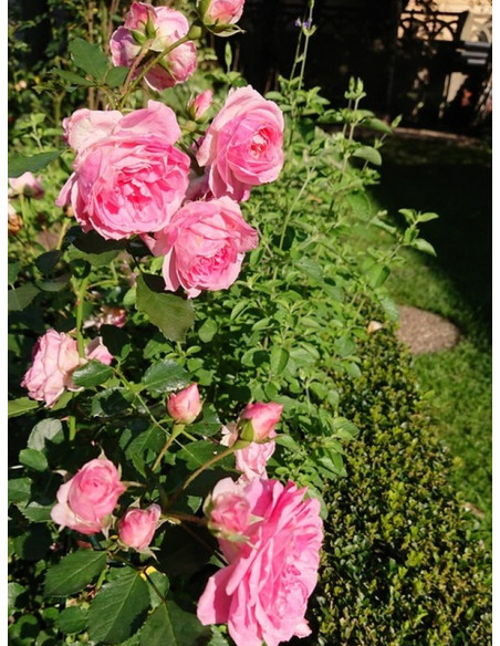 AMICA® róża okrywowa