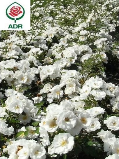 INNOCENCIA róża okrywowa