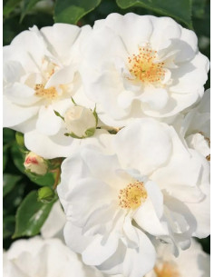 INNOCENCIA róża okrywowa 2