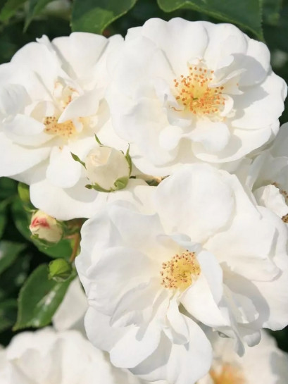 INNOCENCIA róża okrywowa