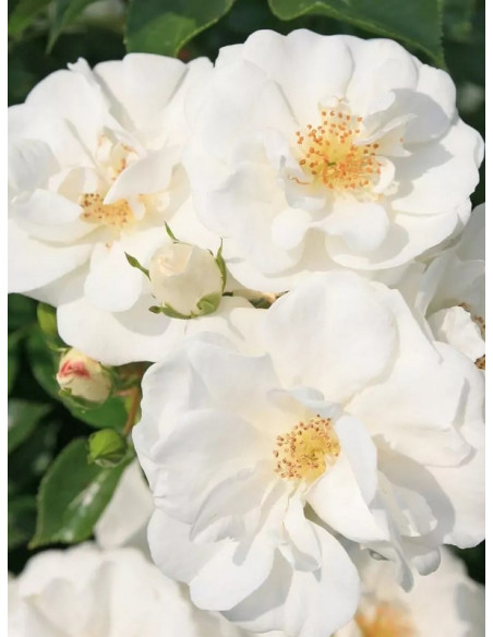 INNOCENCIA róża okrywowa