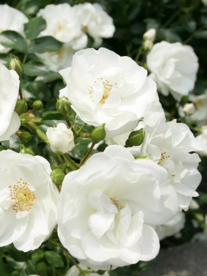 INNOCENCIA okrywowa róża