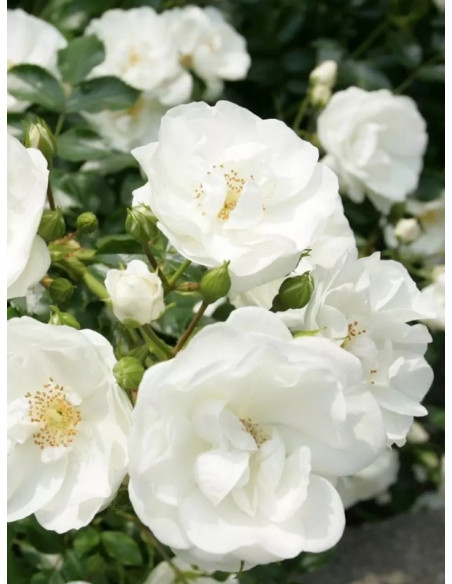 INNOCENCIA okrywowa róża