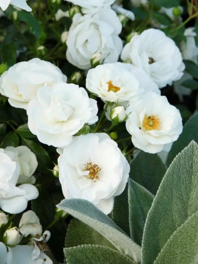 róża okrywowa INNOCENCIA