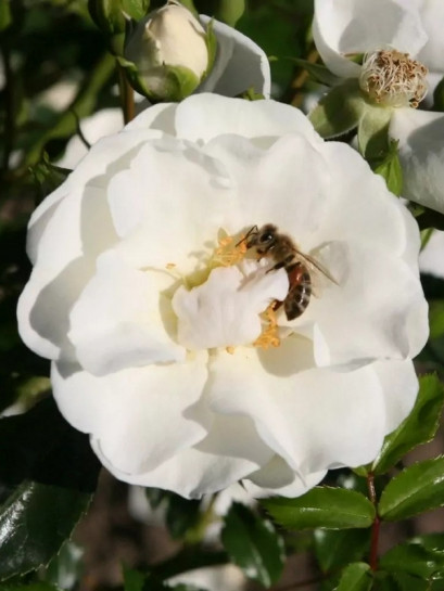 okrywowa róża INNOCENCIA