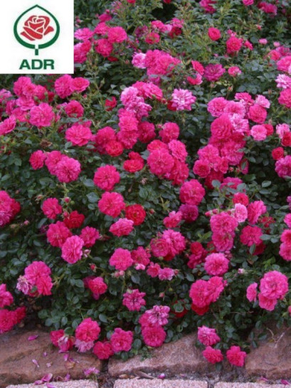 KNIRPS róża okrywowa